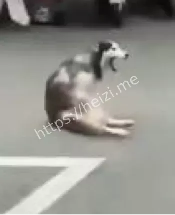 成都流浪哈士奇事件